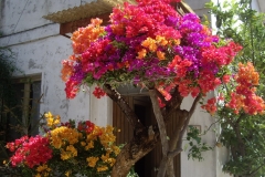 Bouganvilla esemplari 